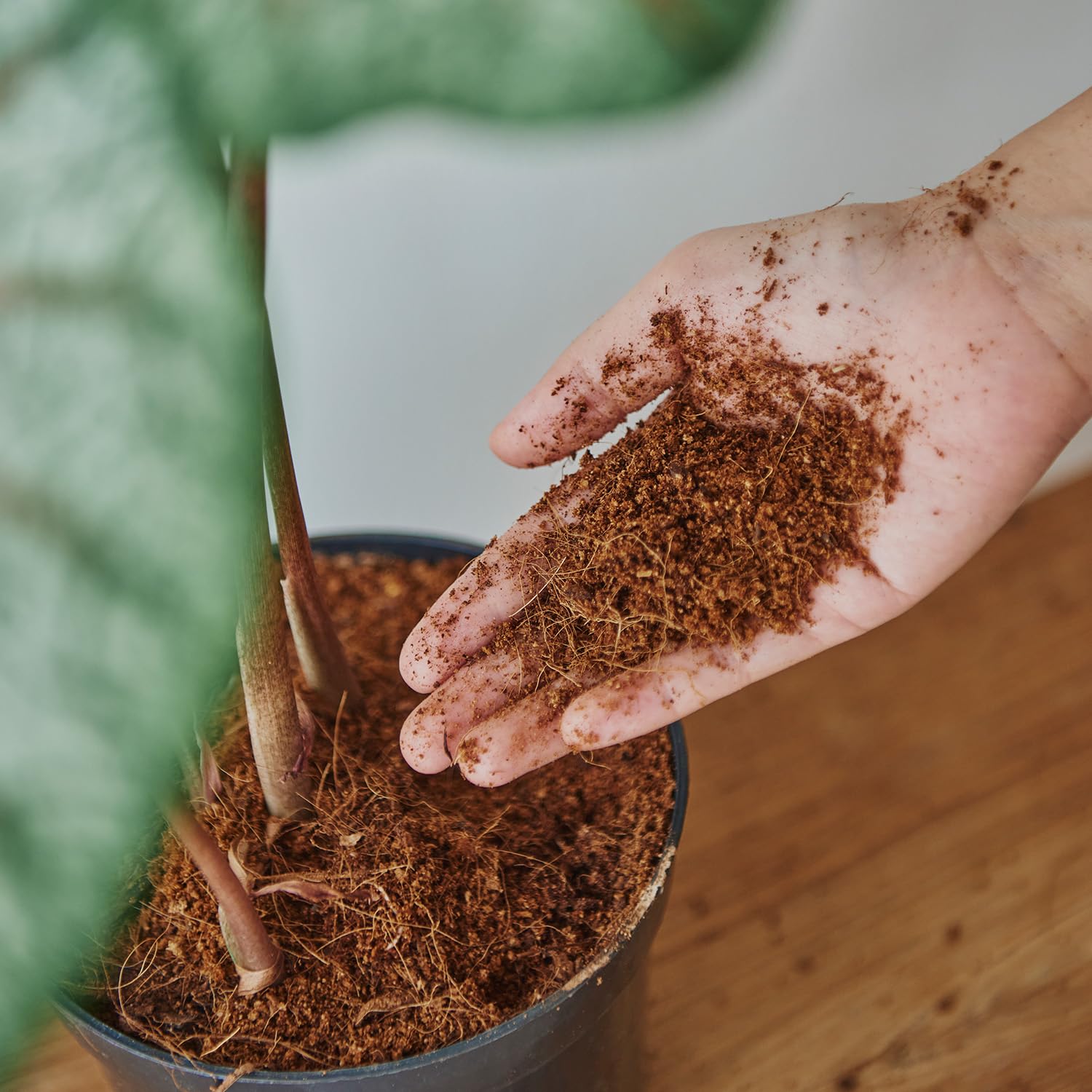 Brown Cocopeat Block 1 Kg Natural Compost And Fertilizer For Indoor/outdoor Gardening